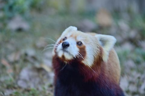 Red panda  Ailurus fulgens,Geotagged,India,Red panda,Winter