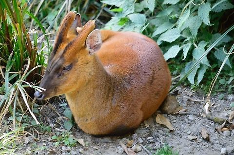 Indian muntjac  Geotagged,India,Indian muntjac,Muntiacus muntjak,Winter