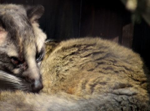 Common Palm Civet  Geotagged,India,Winter