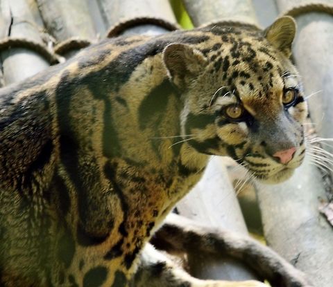 the clouded leopard  Clouded leopard,Geotagged,India,Neofelis nebulosa,Winter