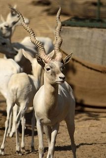 Blackbuck  Antilope cervicapra,Blackbuck,Geotagged,India,Winter