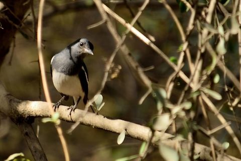 Oriental Magpie-Robin  Copsychus saularis,Geotagged,India,Oriental Magpie-Robin,Winter