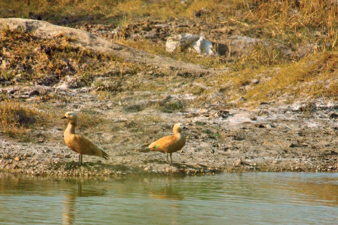 Golden duck  Fall,Geotagged,India,Ruddy Shelduck,Tadorna ferruginea