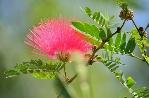 red flower  Albizia julibrissin,Fall,Geotagged,India,Persian Silk Tree