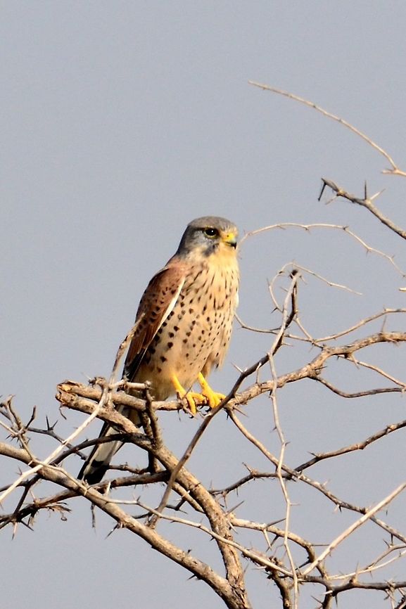 Common Kestrel  Common Kestrel,Falco tinnunculus,Fall,Geotagged,India