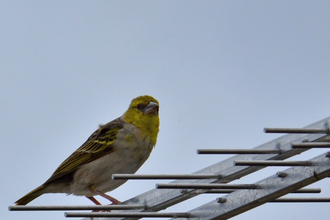 Village weaver  Geotagged,Mauritius,Ploceus cucullatus,Village weaver,Winter