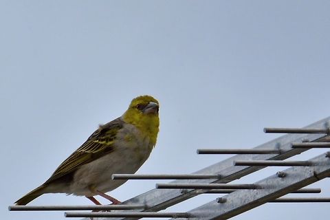 Village weaver  Geotagged,Mauritius,Ploceus cucullatus,Village weaver,Winter