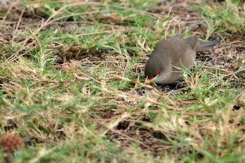 Common Waxbill  Common Waxbill,Estrilda astrild,Geotagged,Mauritius,Winter