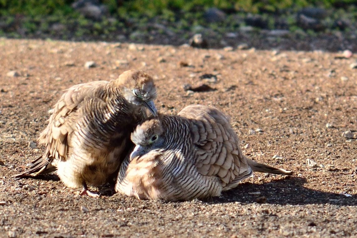 Zebra Dove  Geopelia striata,Geotagged,Mauritius,Winter,Zebra dove