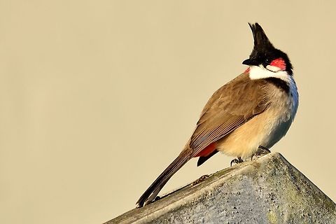 Red Whiskered Bulbul  Geotagged,Mauritius,Pycnonotus jocosus,Red Whiskered Bulbul,Winter