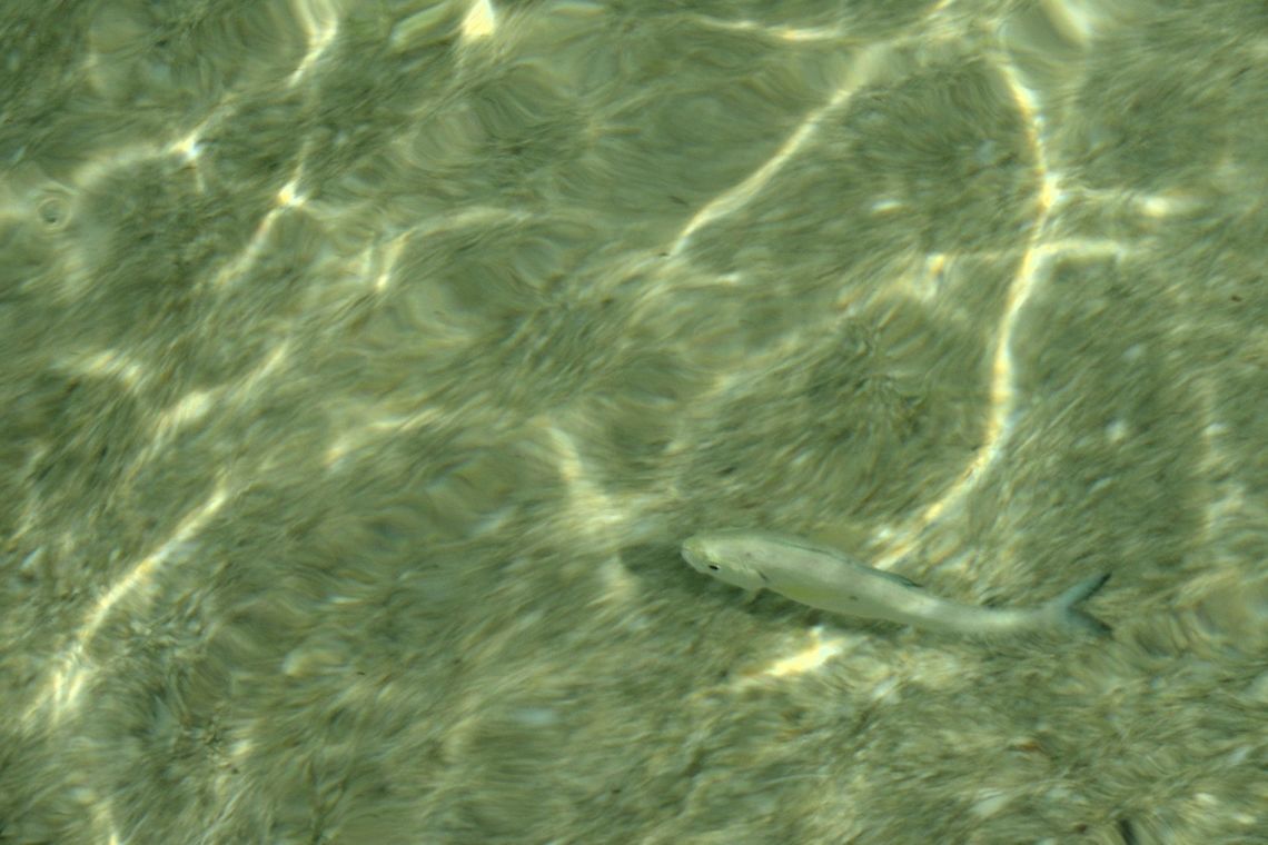 Fish in Mauritian Sea  Geotagged,Mauritius,Winter