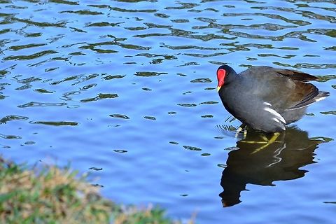 Common Moorhen  Common Moorhen,Gallinula chloropus,Geotagged,Mauritius,Winter