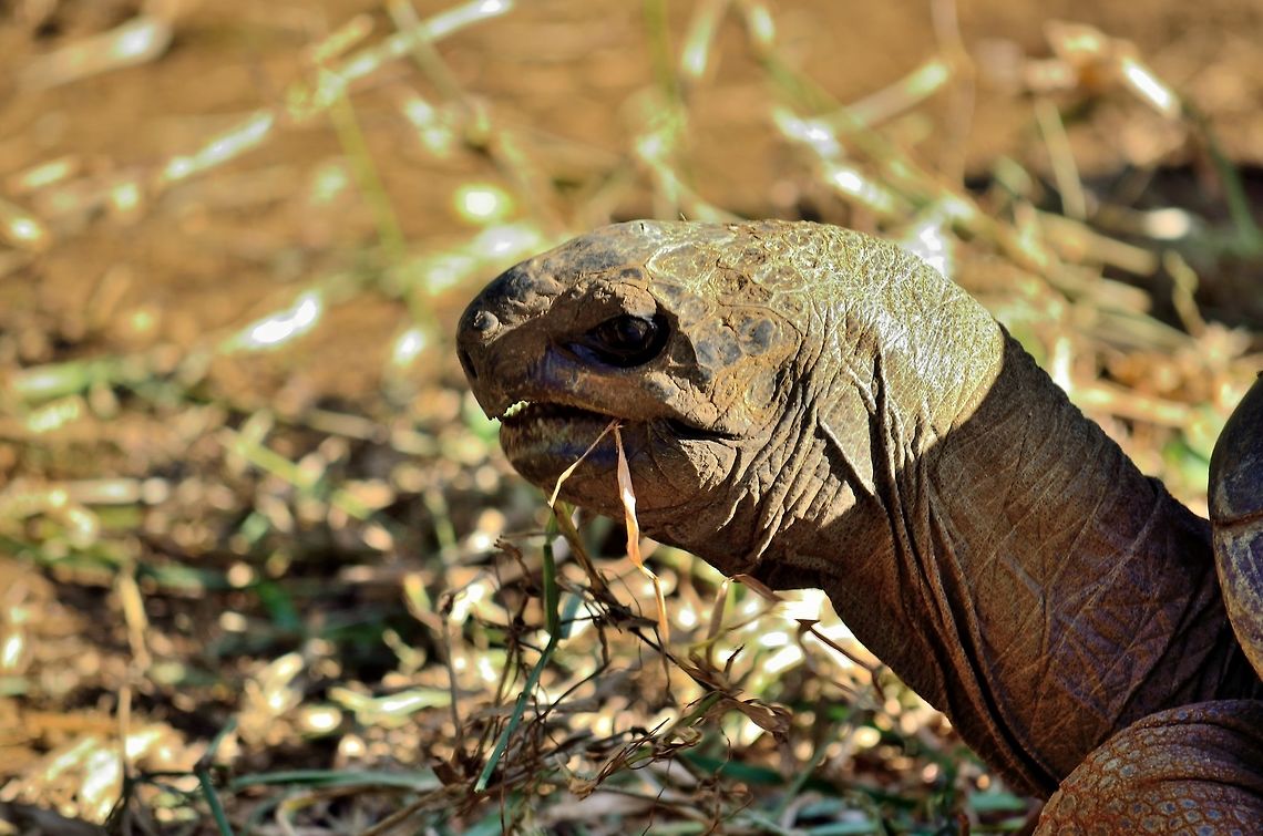 Giant Tortoise  Aldabra giant tortoise,Aldabrachelys gigantea,Cylindraspis triserrata,Domed Mauritius giant tortoise,Geotagged,Mauritius,Winter