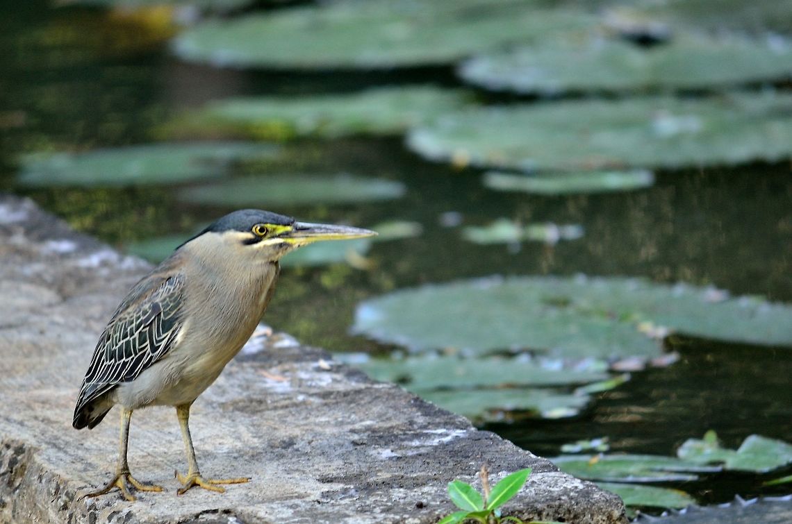 Mauritian green pond heron  Butorides virescens,Geotagged,Green heron,Mauritius,Winter