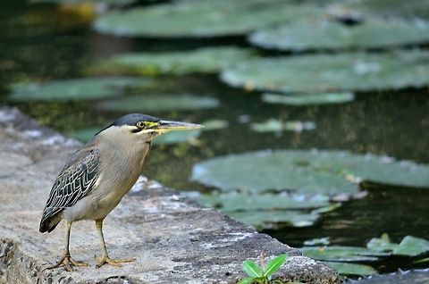 Mauritian green pond heron  Butorides virescens,Geotagged,Green heron,Mauritius,Winter