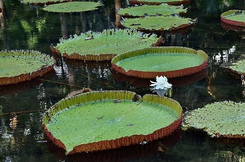 Giant Lily  Geotagged,Mauritius,Queen Victorias water lily,Victoria amazonica,Winter