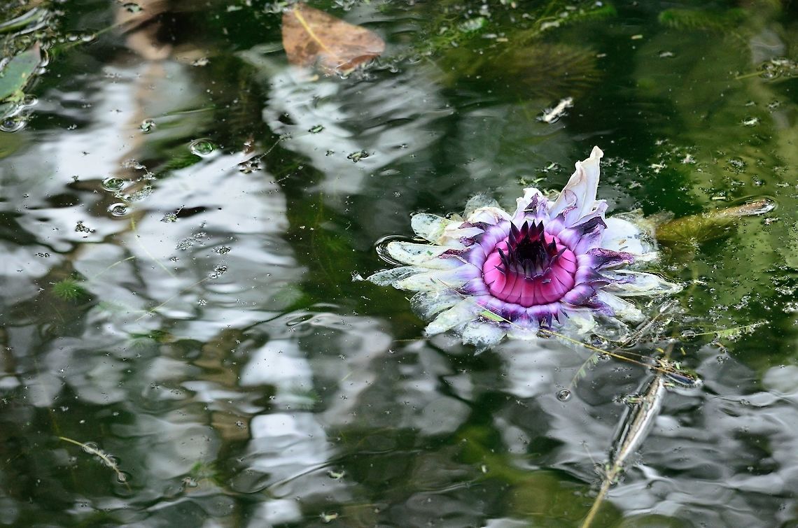 Giant Lily flower  Geotagged,Mauritius,Queen Victorias water lily,Victoria amazonica,Winter