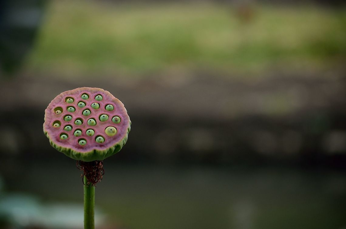 Lotus Fruit  Geotagged,Indian lotus,Mauritius,Nelumbo nucifera,Winter