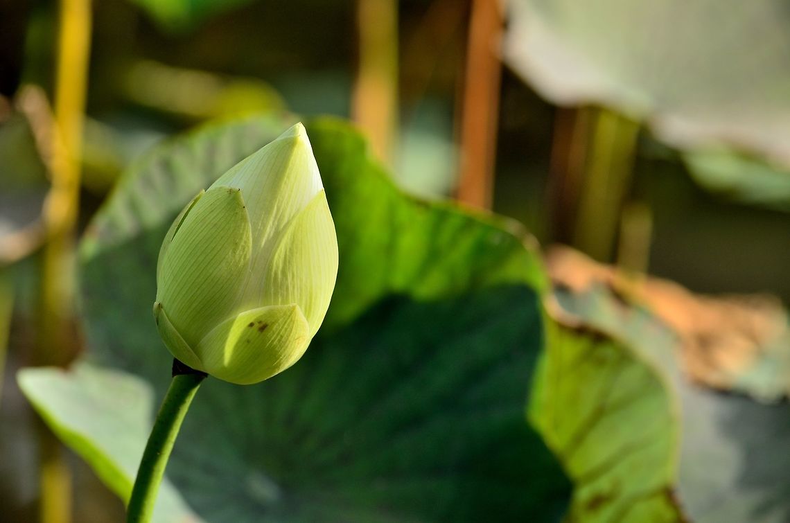 White Lotus  Geotagged,Indian lotus,Mauritius,Nelumbo nucifera,Winter