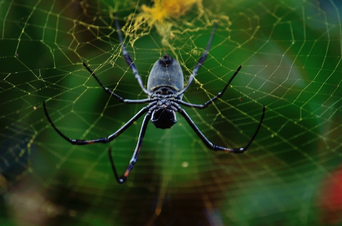 Spider  Geotagged,Mauritius,Winter