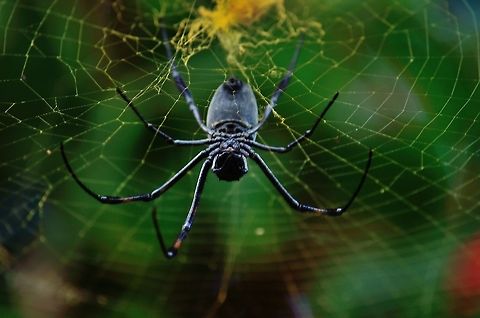 Spider  Geotagged,Mauritius,Winter