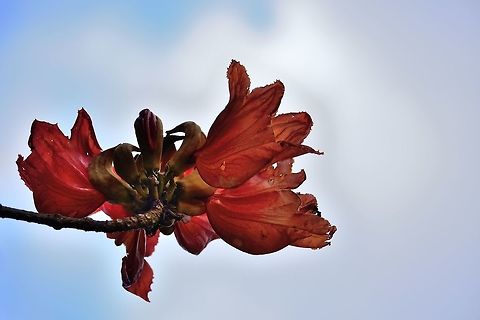 Beautiful Spathodea  Geotagged,Mauritius,Spathodea,Spathodea campanulata,Winter