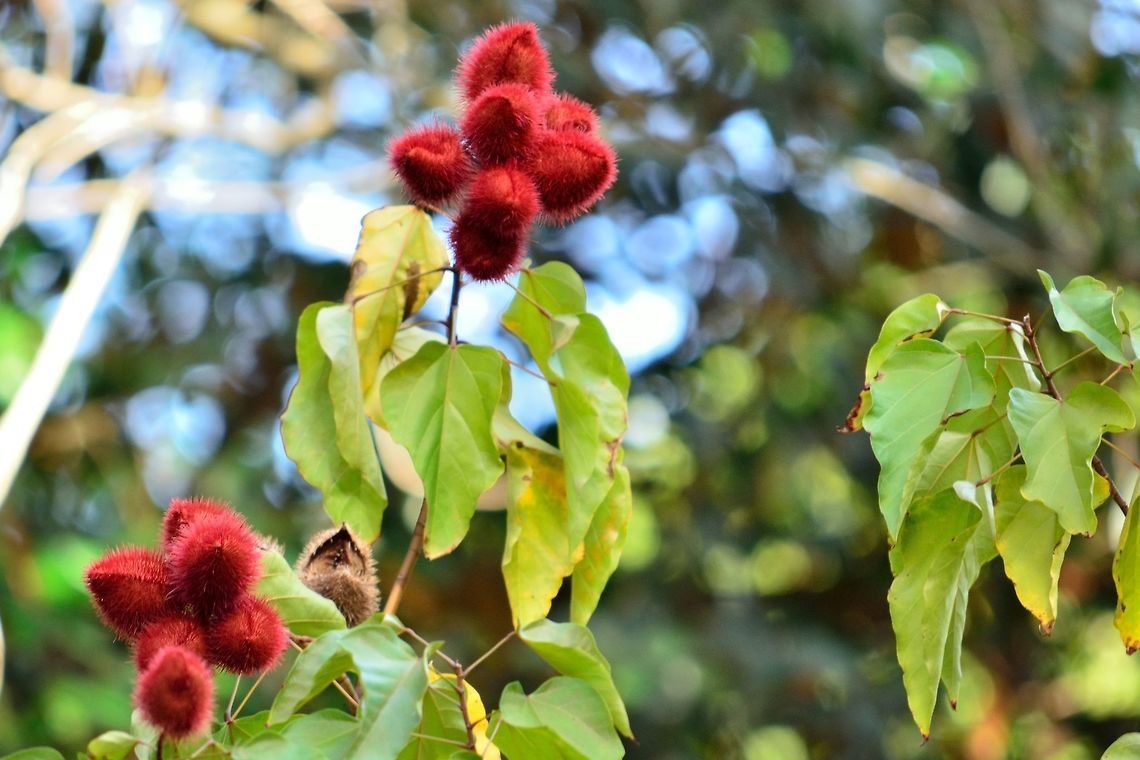 Achiote  Achiote,Bixa orellana,Geotagged,Mauritius,Winter
