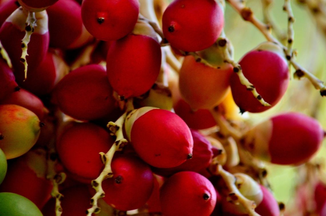 Manila Palm fruit  Adonidia merrillii,Geotagged,Manila Palm,Mauritius,Winter