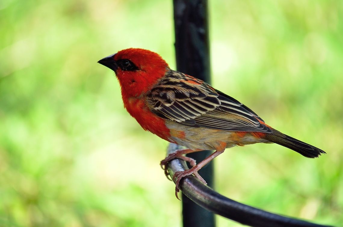 Red Fody  Foudia madagascariensis,Geotagged,Mauritius,Red Fody,Winter