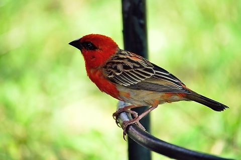 Red Fody  Foudia madagascariensis,Geotagged,Mauritius,Red Fody,Winter