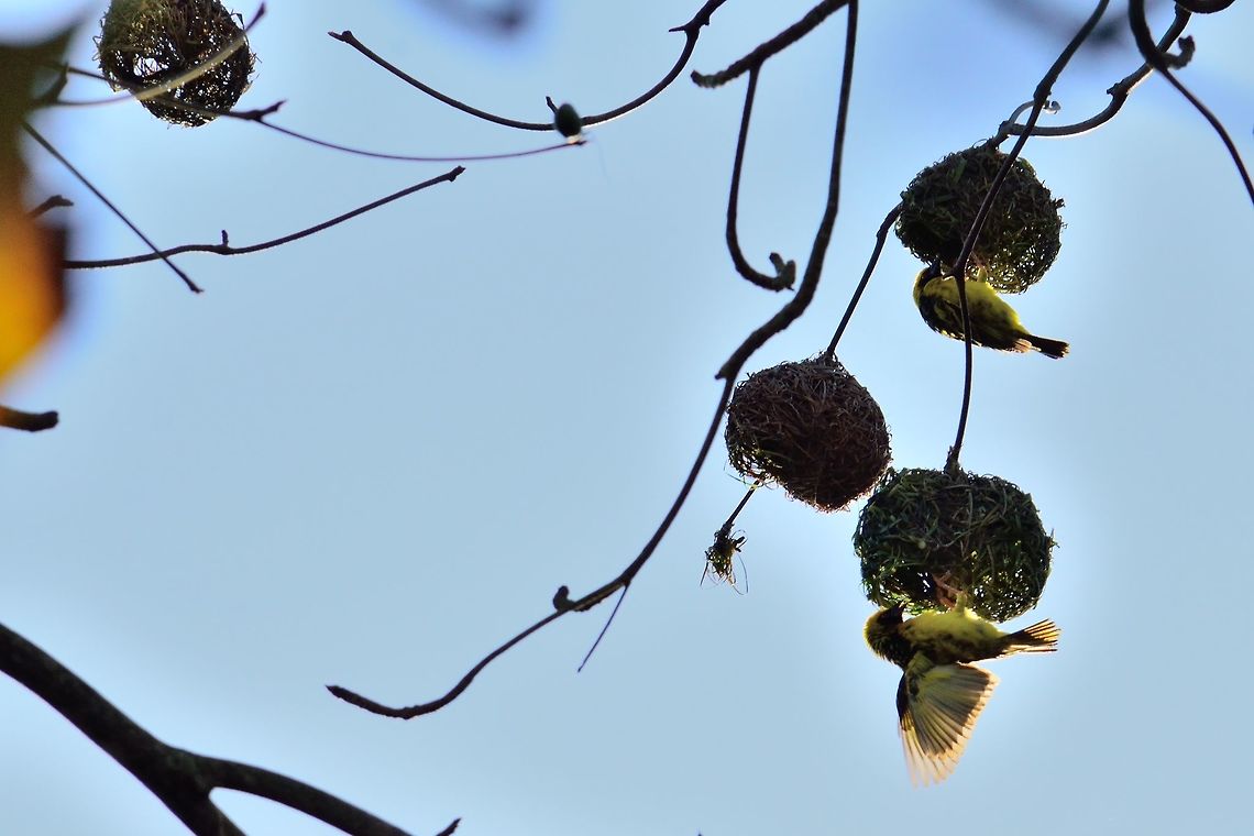 Village weaver  Geotagged,Mauritius,Ploceus cucullatus,Village weaver,Winter