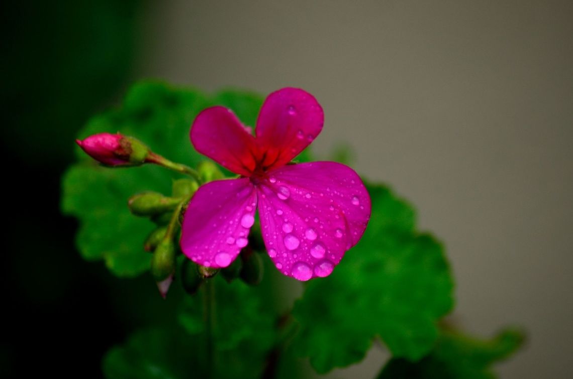 Red Flower  Geotagged,Mauritius,Pelargonium hortorum,Pelargonium &times; hortorum,Winter