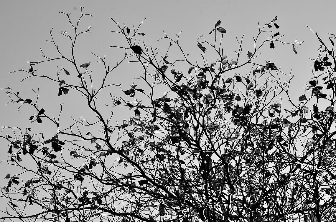 Almond Tree  Geotagged,Mauritius,Prunus dulcis,Winter,almond