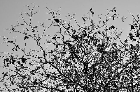 Almond Tree  Geotagged,Mauritius,Prunus dulcis,Winter,almond