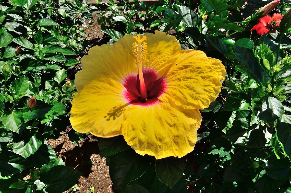 Hibiscus  Chinese hibiscus,Geotagged,Hibiscus rosa-sinensis,Mauritius,Winter