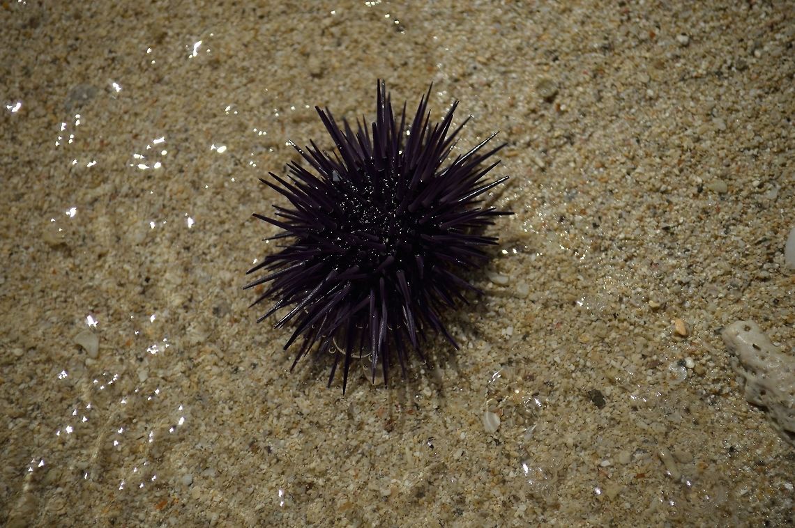 Purple sea urchin  Geotagged,Mauritius,Purple sea urchin,Strongylocentrotus purpuratus,Summer,Winter