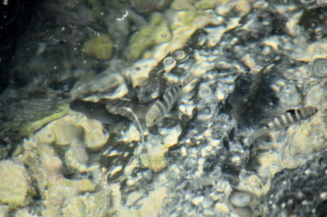 Fish in Mauritian Sea  Geotagged,Mauritius,Spring