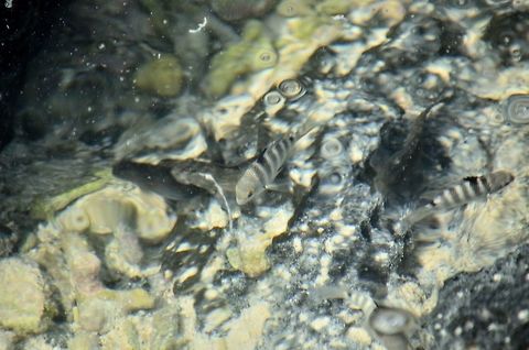 Fish in Mauritian Sea  Geotagged,Mauritius,Spring