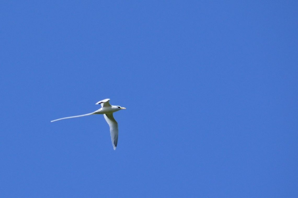 White-tailed tropic bird  Geotagged,Mauritius,Phaethon  lepturus,Spring,White-tailed tropicbird
