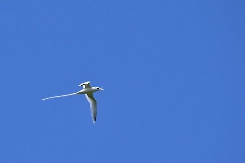 White-tailed tropic bird  Geotagged,Mauritius,Phaethon  lepturus,Spring,White-tailed tropicbird