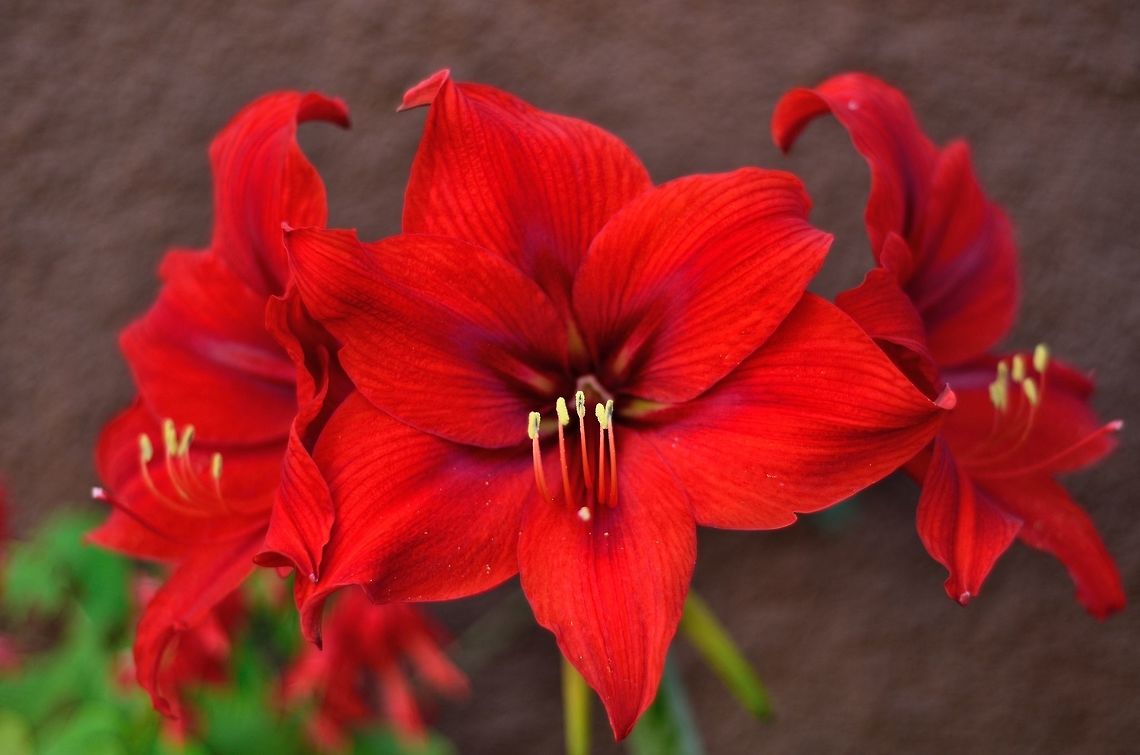Big red flower  Geotagged,Hippeastrum striatum,Mauritius,Spring