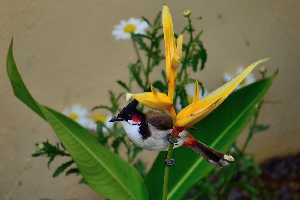 Red Whiskered bulbul  Geotagged,Mauritius,Pycnonotus jocosus,Red Whiskered Bulbul,Spring