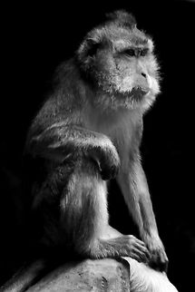 Mauritian Cynomolgus  Crab-eating macaque,Geotagged,Macaca fascicularis,Mauritius,Spring