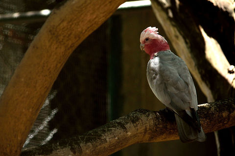 Galah Cockatoo A casela park Eolophus roseicapilla,Galah,Geotagged,Mauritius,Spring