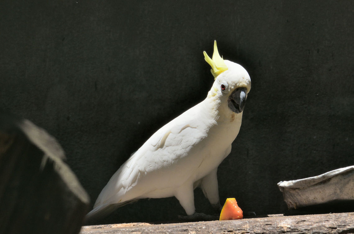 Timor Cockatoo At casela park Cacatua sulphurea,Geotagged,Mauritius,Spring,Yellow-crested Cockatoo