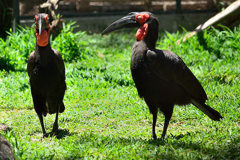 Southern Ground Hornbill At Casela Bucorvus leadbeateri,Geotagged,Mauritius,Southern Ground Hornbill,Spring