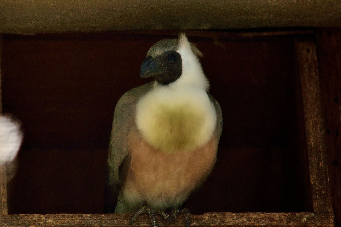 Bare faced Go-away turaco At casela Bare-faced Go-away bird,Corythaixoides personatus,Geotagged,Mauritius,Spring