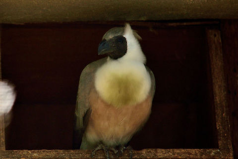 Bare faced Go-away turaco At casela Bare-faced Go-away bird,Corythaixoides personatus,Geotagged,Mauritius,Spring