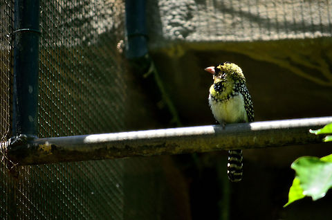 D'Arnaud's Barbet At casela DArnauds barbet,Geotagged,Mauritius,Spring,Trachyphonus darnaudii