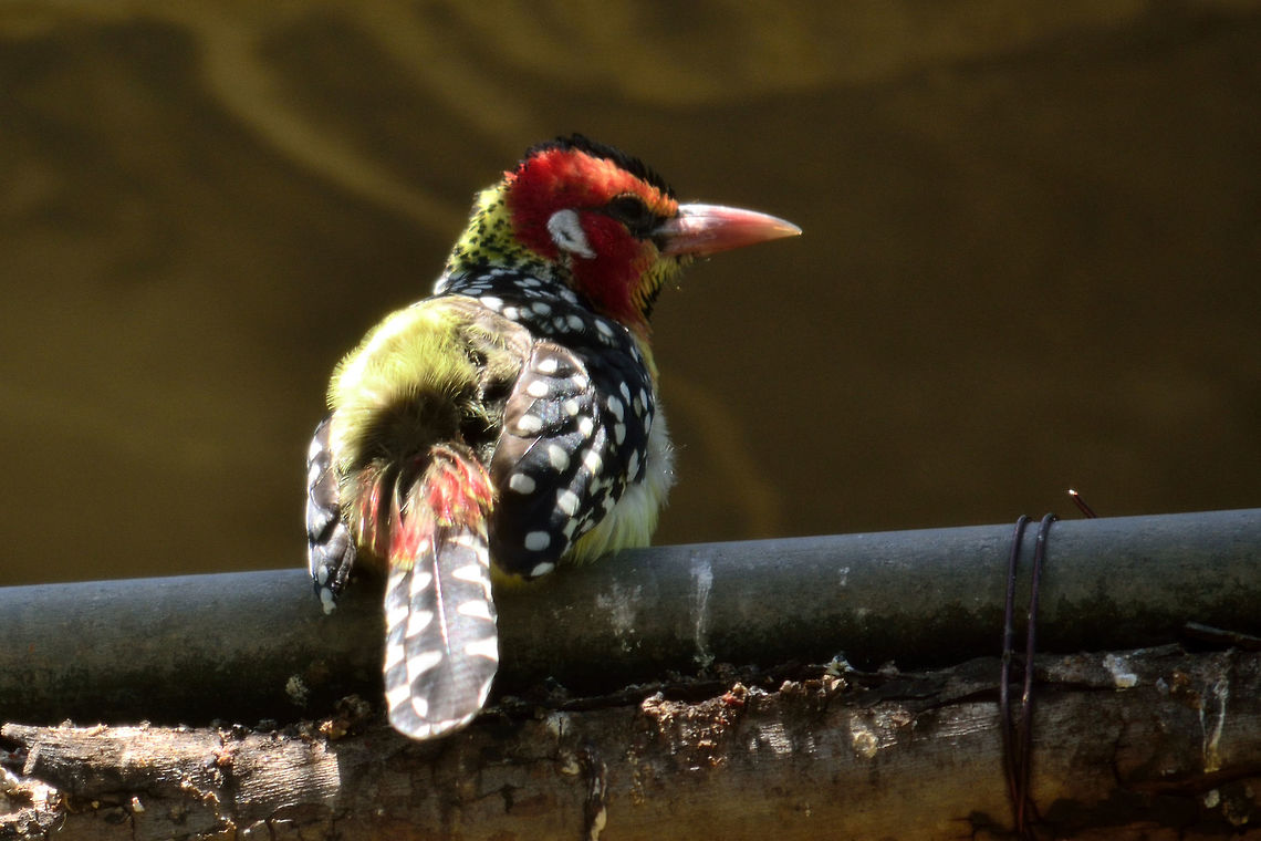 Red & Yellow Barbet at casela Geotagged,Mauritius,Red-and-yellow barbet,Spring,Trachyphonus erythrocephalus